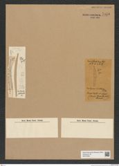 Diatomeae indet. Zeichnungen Sammlung Grunow Nr. 7058 (NHMW-BOT-W0375999)